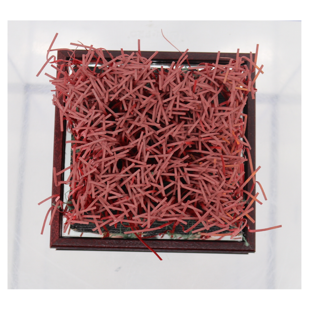 Indiana University Authentic Piece of Memorial Stadium Turf in Glass Display Case